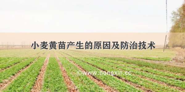 小麦黄苗产生的原因及防治技术