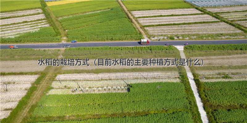 水稻的栽培方式（目前水稻的主要种植方式是什么）