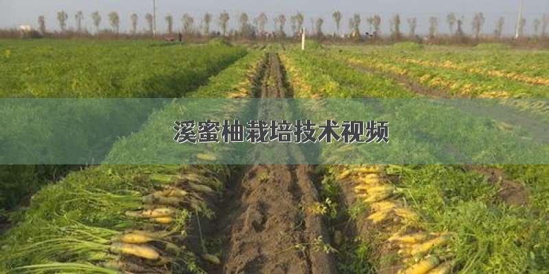 琯溪蜜柚栽培技术视频