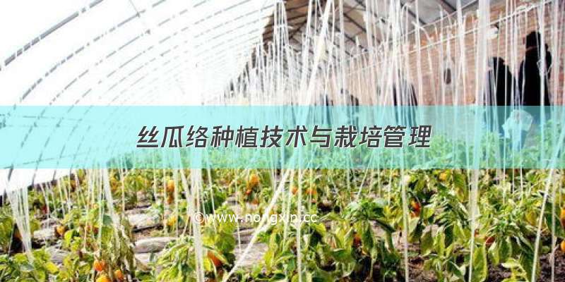 丝瓜络种植技术与栽培管理