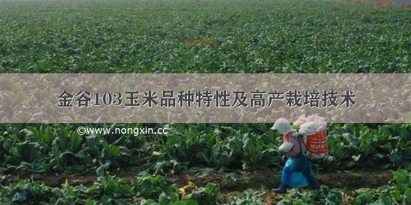 金谷103玉米品种特性及高产栽培技术