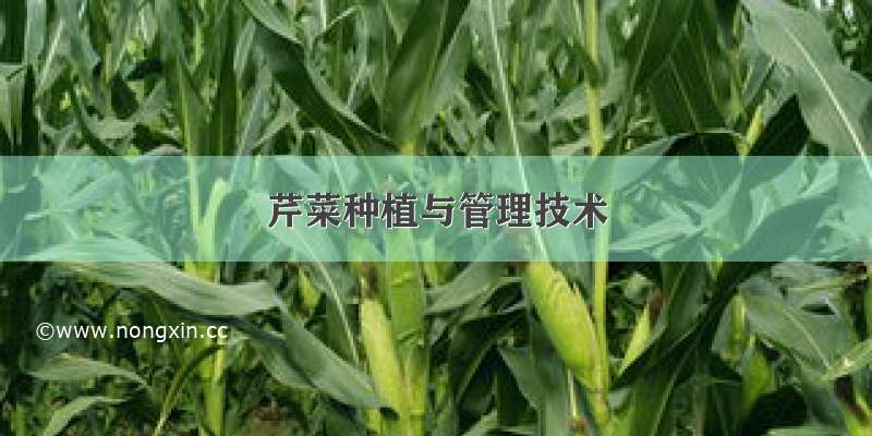 芹菜种植与管理技术