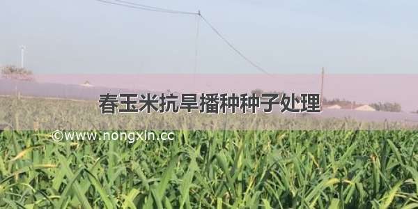 春玉米抗旱播种种子处理