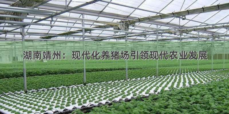 湖南靖州：现代化养猪场引领现代农业发展