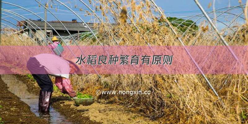 水稻良种繁育有原则
