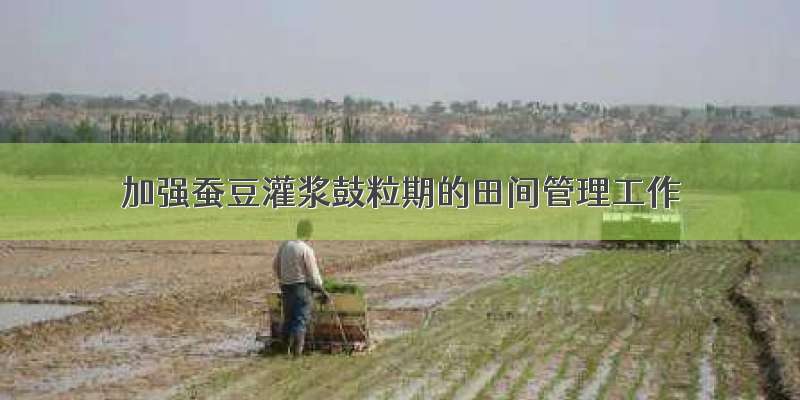 加强蚕豆灌浆鼓粒期的田间管理工作