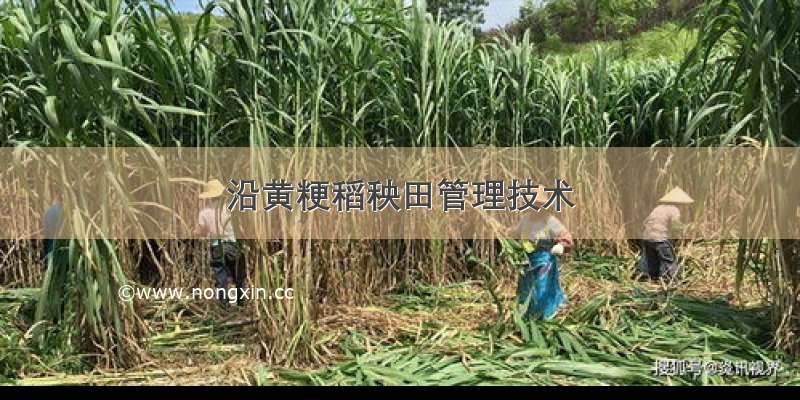 沿黄粳稻秧田管理技术