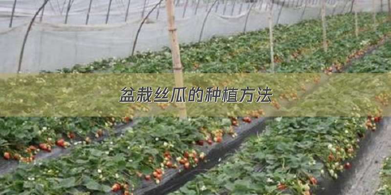 盆栽丝瓜的种植方法