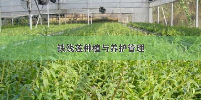 铁线莲种植与养护管理