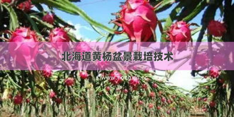 北海道黄杨盆景栽培技术