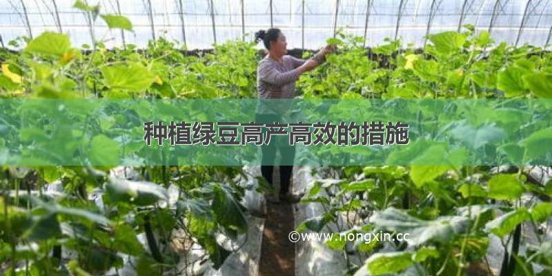 种植绿豆高产高效的措施