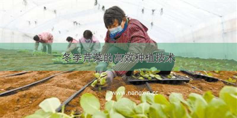 冬季芹菜的高效种植技术