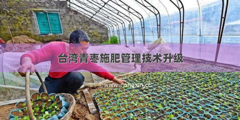 台湾青枣施肥管理技术升级
