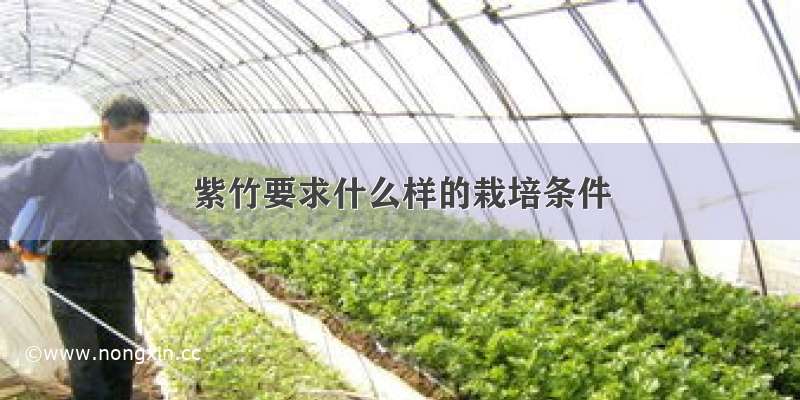 紫竹要求什么样的栽培条件