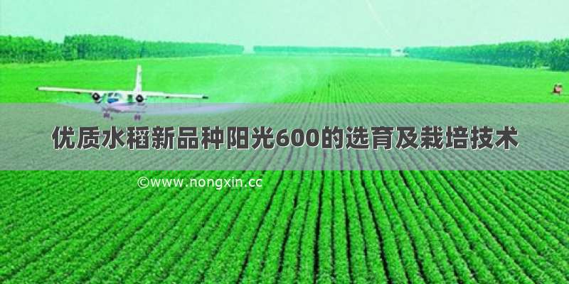 优质水稻新品种阳光600的选育及栽培技术