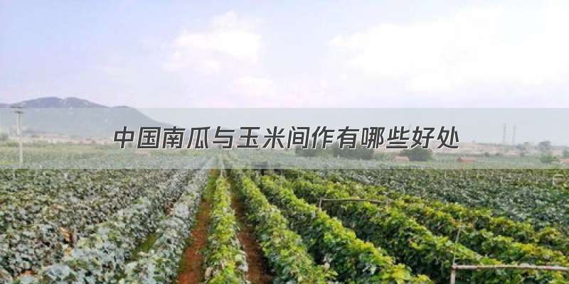 中国南瓜与玉米间作有哪些好处
