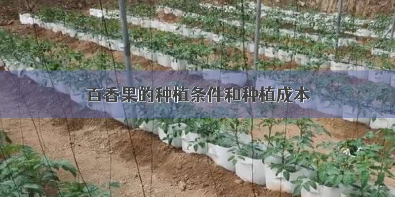 百香果的种植条件和种植成本