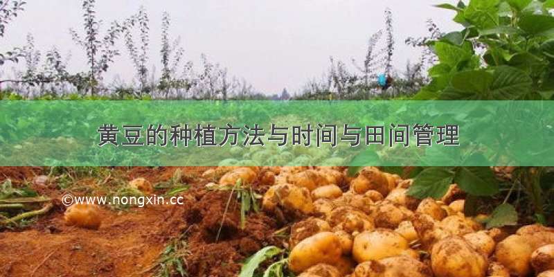 黄豆的种植方法与时间与田间管理