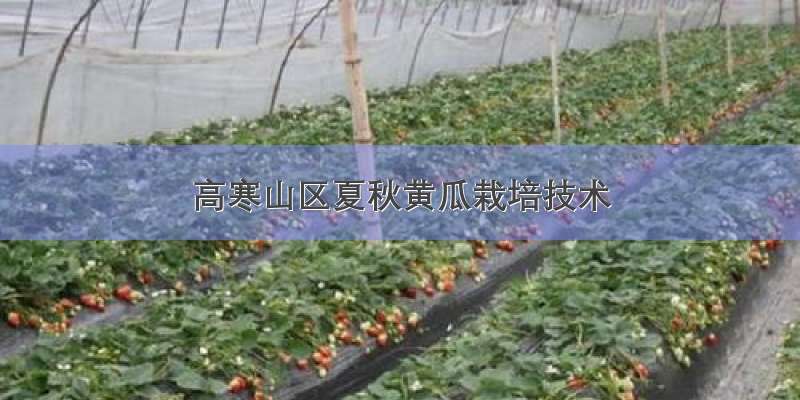 高寒山区夏秋黄瓜栽培技术
