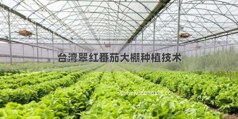 台湾翠红番茄大棚种植技术