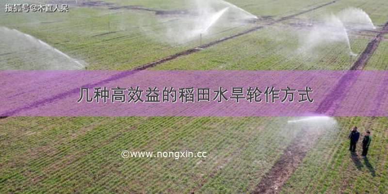 几种高效益的稻田水旱轮作方式
