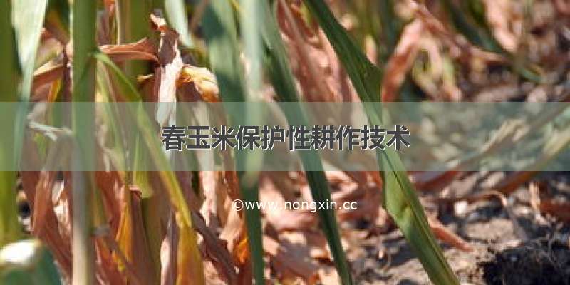 春玉米保护性耕作技术