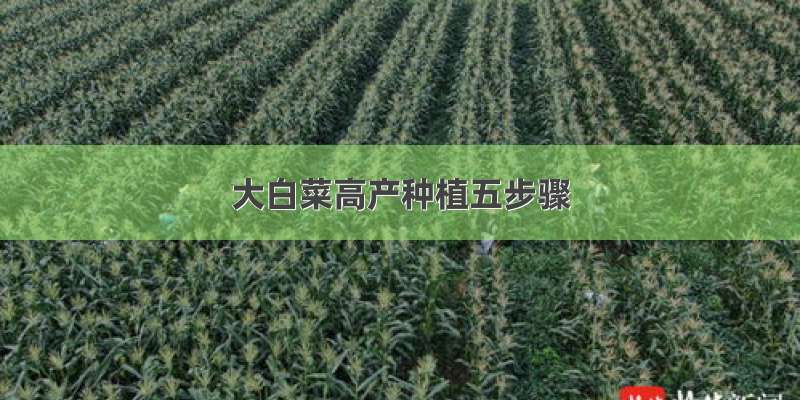 大白菜高产种植五步骤