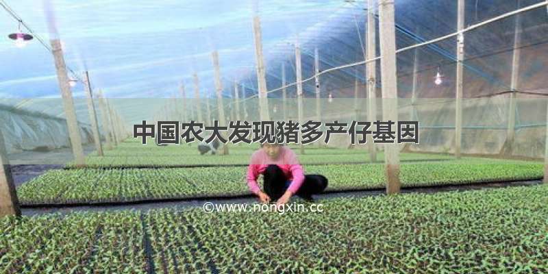 中国农大发现猪多产仔基因