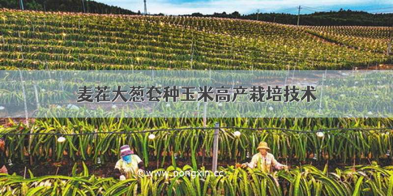 麦茬大葱套种玉米高产栽培技术