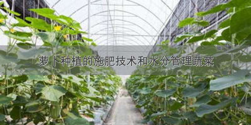 萝卜种植的施肥技术和水分管理蔬菜
