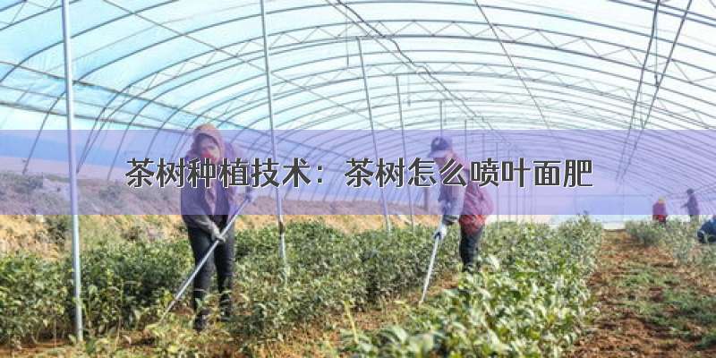茶树种植技术：茶树怎么喷叶面肥