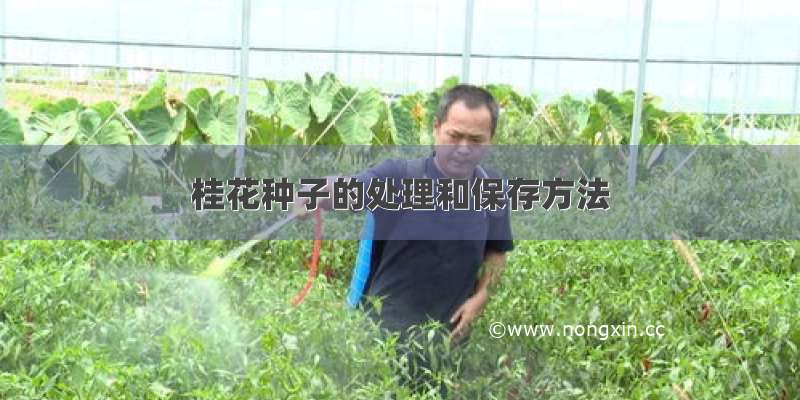 桂花种子的处理和保存方法