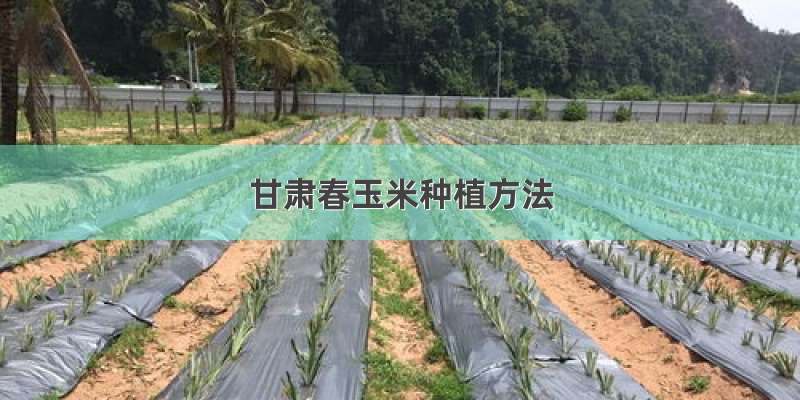 甘肃春玉米种植方法