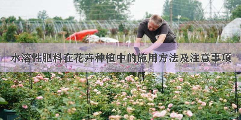 水溶性肥料在花卉种植中的施用方法及注意事项