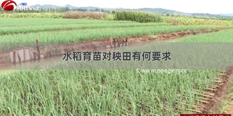 水稻育苗对秧田有何要求