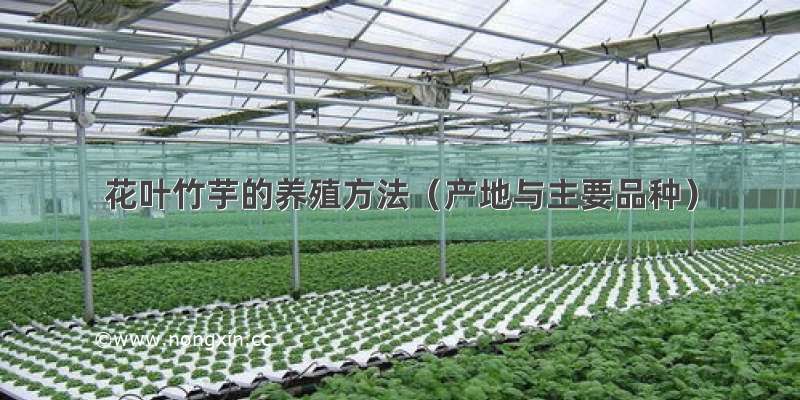 花叶竹芋的养殖方法（产地与主要品种）
