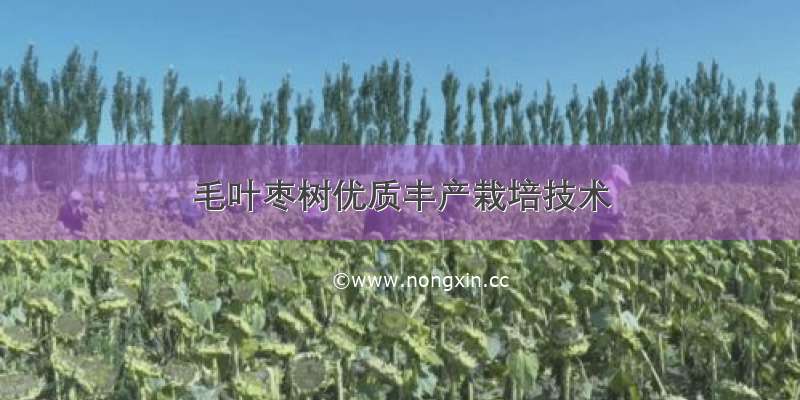毛叶枣树优质丰产栽培技术