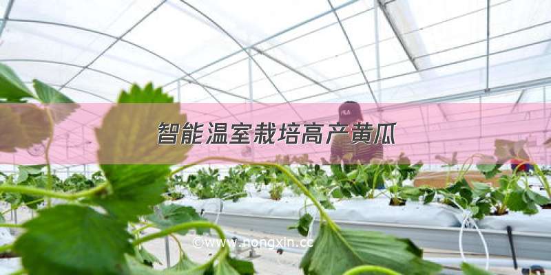 智能温室栽培高产黄瓜