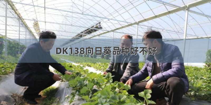 DK138向日葵品种好不好