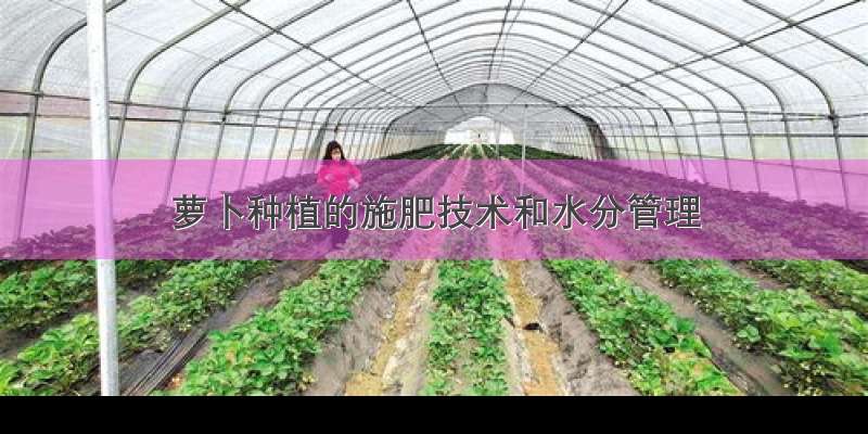 萝卜种植的施肥技术和水分管理
