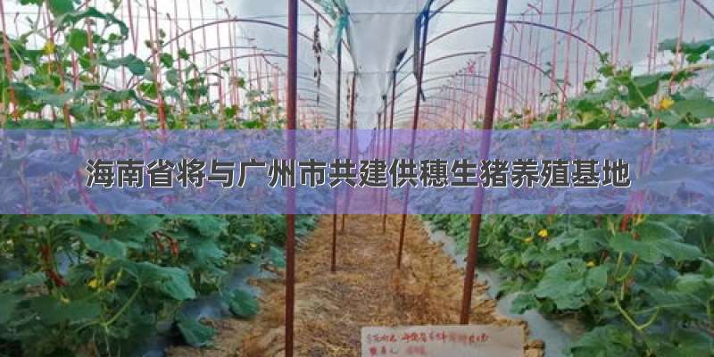 海南省将与广州市共建供穗生猪养殖基地