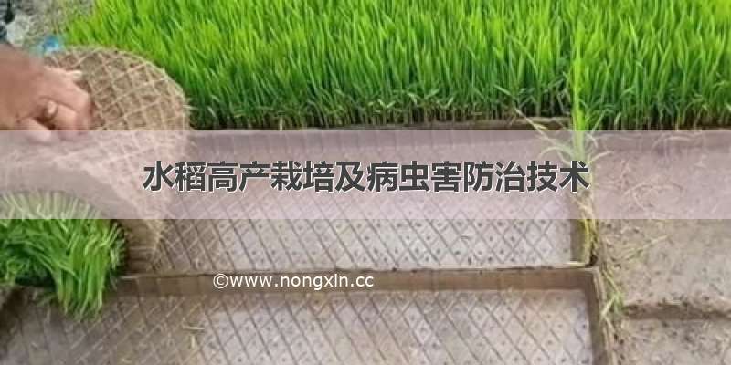 水稻高产栽培及病虫害防治技术