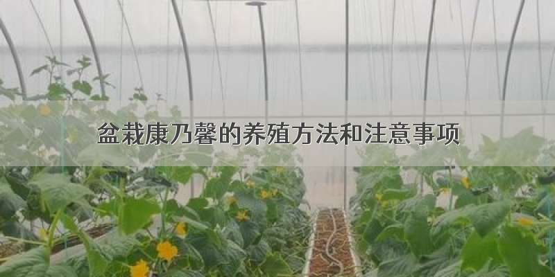 盆栽康乃馨的养殖方法和注意事项