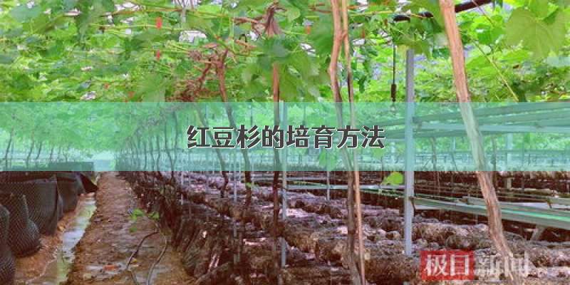 红豆杉的培育方法