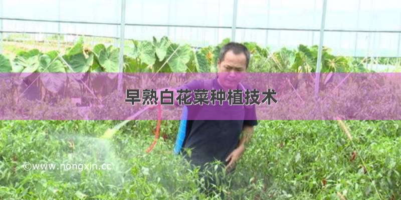 早熟白花菜种植技术