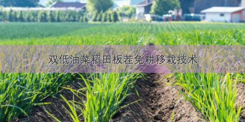 双低油菜稻田板茬免耕移栽技术