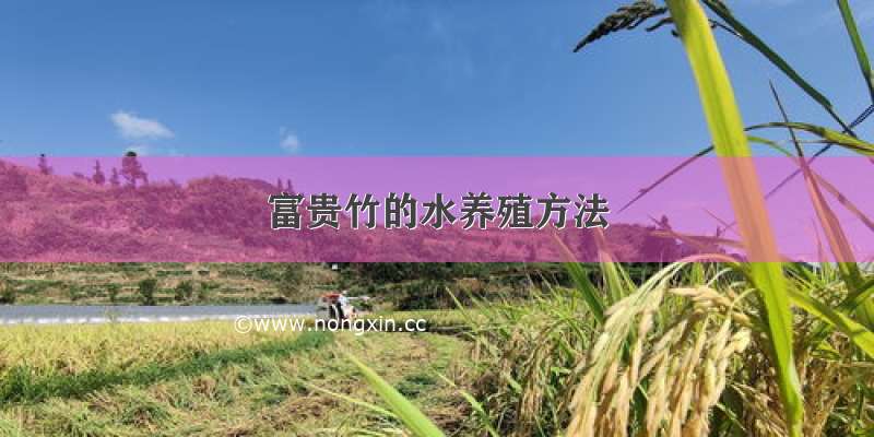 富贵竹的水养殖方法