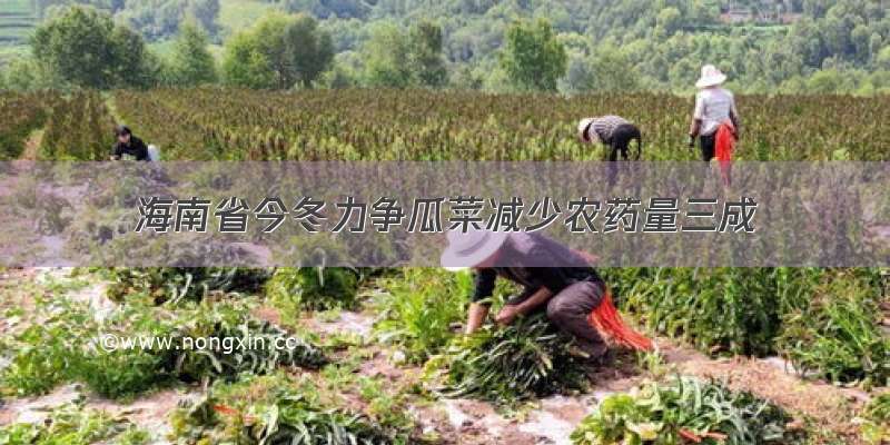 海南省今冬力争瓜菜减少农药量三成