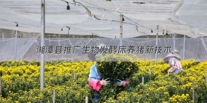 湘潭县推广生物发酵床养猪新技术