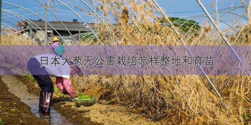 日本大葱无公害栽培怎样整地和育苗